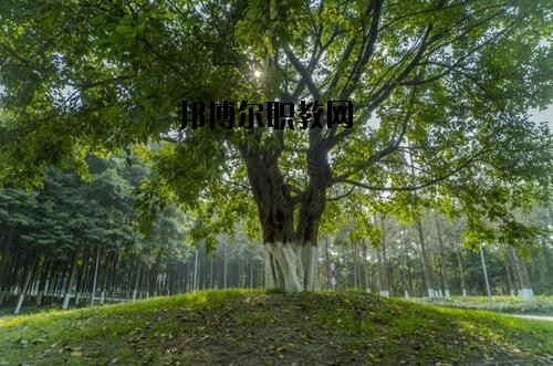 四川檔案學(xué)校2020年報(bào)名條件、招生要求、招生對象